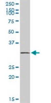 Anti-SNRPA antibody produced in rabbit purified immunoglobulin, buffered aqueous solution