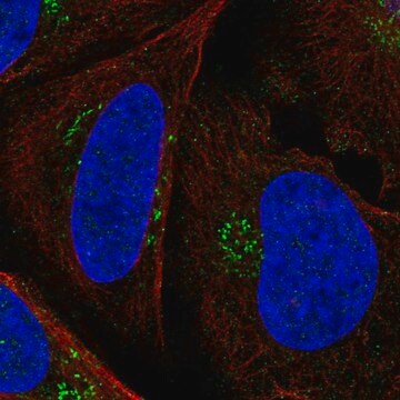 Anti-PTCH1 antibody produced in rabbit Prestige Antibodies&#174; Powered by Atlas Antibodies, affinity isolated antibody