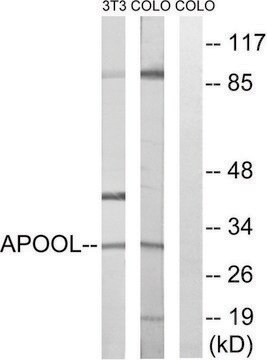 Anti-APOOL antibody produced in rabbit affinity isolated antibody