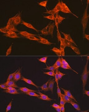 Anti-PIK3C3/VPS34 antibody produced in rabbit