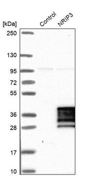 Anti-NRIP3 antibody produced in rabbit Prestige Antibodies&#174; Powered by Atlas Antibodies, affinity isolated antibody, buffered aqueous glycerol solution