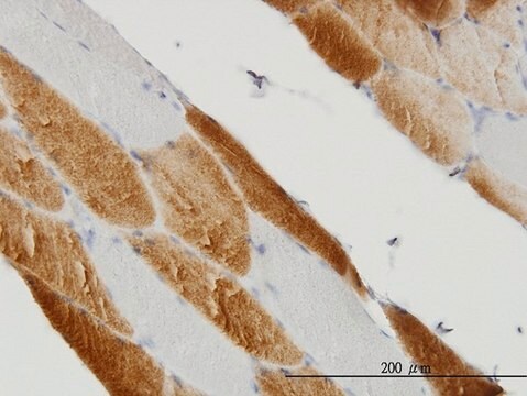 Monoclonal Anti-SDHC antibody produced in mouse clone 3E2, purified immunoglobulin, buffered aqueous solution