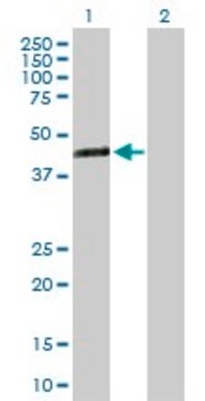 Anti-TMEM171 antibody produced in mouse purified immunoglobulin, buffered aqueous solution