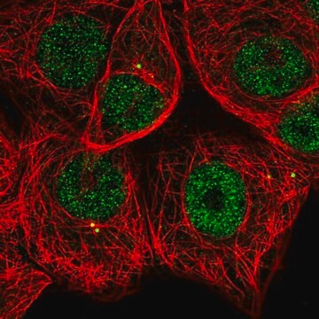 Anti-MAPKAPK2 antibody produced in rabbit Prestige Antibodies&#174; Powered by Atlas Antibodies, affinity isolated antibody