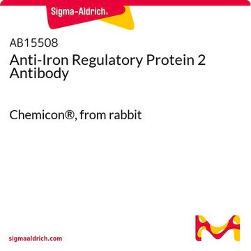 Anticorps anti-protéine de régulation du fer 2 (IRP-2) Chemicon&#174;, from rabbit