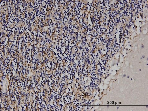 Monoclonal Anti-MAG antibody produced in mouse clone 3C7, purified immunoglobulin, buffered aqueous solution