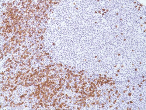 Anti-CD8 antibody, Rabbit monoclonal clone SP16, recombinant, expressed in proprietary host, tissue culture supernatant