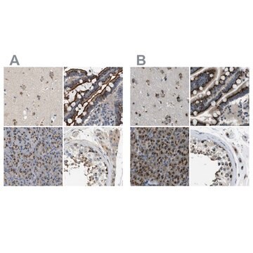 Anti-ZFPL1 antibody produced in rabbit Prestige Antibodies&#174; Powered by Atlas Antibodies, affinity isolated antibody, buffered aqueous glycerol solution