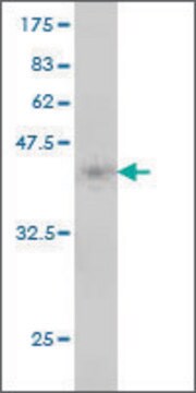 Monoclonal Anti-MTRR antibody produced in mouse clone 1G7, purified immunoglobulin, buffered aqueous solution