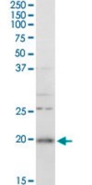 Anti-RGS5 antibody produced in rabbit purified immunoglobulin, buffered aqueous solution