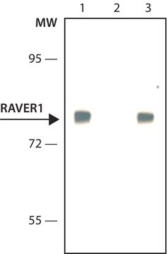 Anti-RAVER1 antibody, Mouse monoclonal clone RAV1, purified from hybridoma cell culture