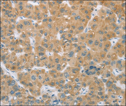 Anti-CYP2C9 antibody produced in rabbit affinity isolated antibody