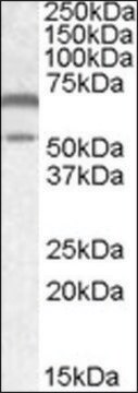 Anti-CAMK2A antibody produced in goat affinity isolated antibody, buffered aqueous solution