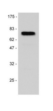 Anticorps anti-p75NTR (récepteur de neurotrophines) Upstate&#174;, from rabbit