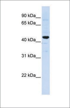 Anti-SLC41A3 antibody produced in rabbit affinity isolated antibody