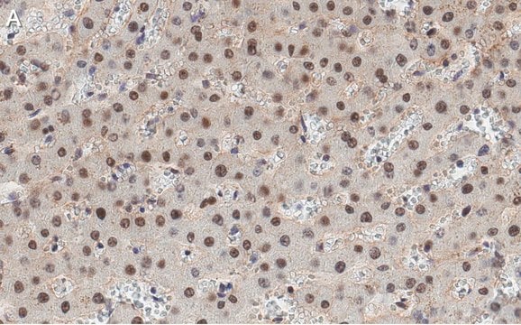 抗HNF4&#945;抗体 クローン4C19 ZooMAb&#174;ウサギモノクローナル recombinant, expressed in HEK 293 cells