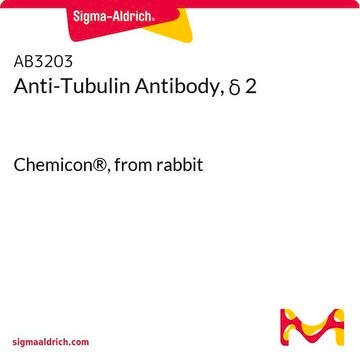 Anti-Tubulin-Antikörper, &#948; 2 Chemicon&#174;, from rabbit