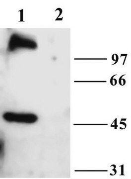 Anti-TrpC6-Antikörper Chemicon&#174;, from rabbit