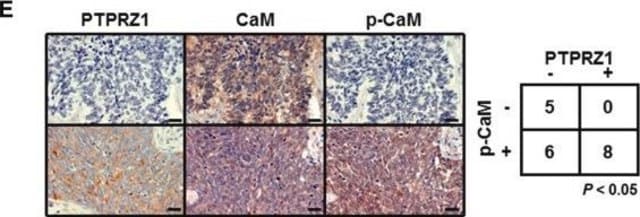 抗PTPRZ1 ウサギ宿主抗体 Prestige Antibodies&#174; Powered by Atlas Antibodies, affinity isolated antibody, buffered aqueous glycerol solution