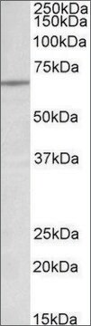 Anti-LMNB1 antibody produced in goat affinity isolated antibody, buffered aqueous solution