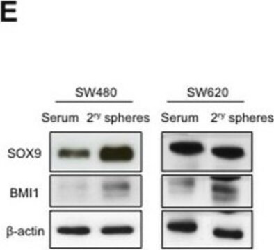 Anticorpo anti-Bmi-1, clone F6 clone F6, Upstate&#174;, from mouse