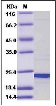 CIRBP/Cold-inducible RNA-binding protein human recombinant, expressed in E. coli, &#8805;90% (SDS-PAGE)