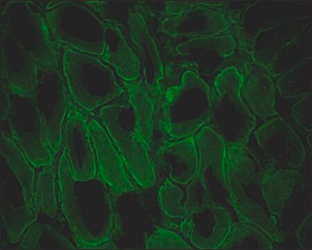 Monoclonal Anti-Dystrophin antibody produced in mouse clone MANDRA1, ascites fluid