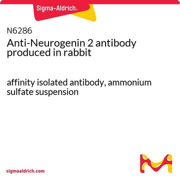 Anti-Neurogenin 2 antibody produced in rabbit affinity isolated antibody, ammonium sulfate suspension