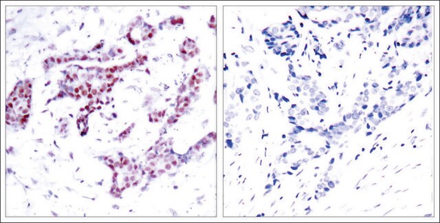 抗 磷酸化-STAT1 (pTyr 701 ) 兔抗 affinity isolated antibody