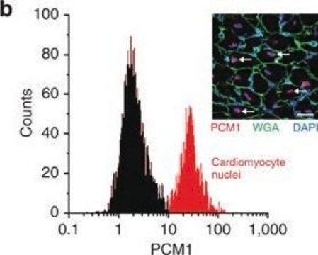 抗PCM1抗体 ウサギ宿主抗体 Prestige Antibodies&#174; Powered by Atlas Antibodies, affinity isolated antibody, buffered aqueous glycerol solution, Ab1