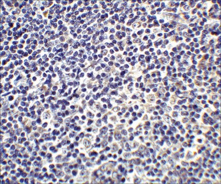 Anti-IL-17 (ab2) antibody produced in rabbit affinity isolated antibody, buffered aqueous solution