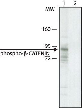 Anti-phospho-&#946;-Catenin (pSer33/pSer37) antibody, Mouse monoclonal clone BC-22, purified from hybridoma cell culture