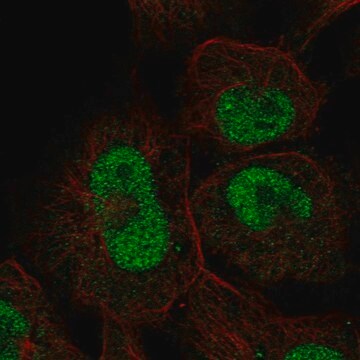 Anti-ZNF667 antibody produced in rabbit Prestige Antibodies&#174; Powered by Atlas Antibodies, affinity isolated antibody