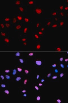 Anti-Phospho-CDK1-T161 antibody produced in rabbit