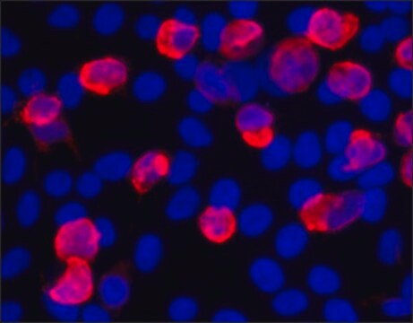 Anti-V5-Antikörper, Maus monoklonal clone V5-10, purified from hybridoma cell culture