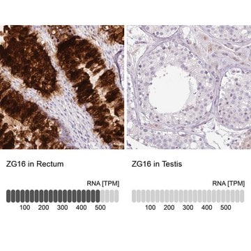 抗ZG16抗体 ウサギ宿主抗体 Prestige Antibodies&#174; Powered by Atlas Antibodies, affinity isolated antibody, buffered aqueous glycerol solution