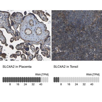 Anti-SLC4A2 antibody produced in rabbit Prestige Antibodies&#174; Powered by Atlas Antibodies, affinity isolated antibody, buffered aqueous glycerol solution