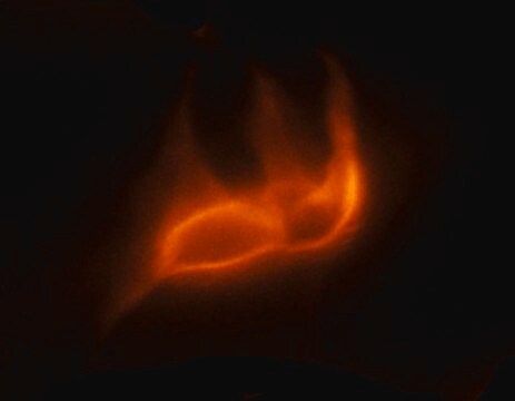 抗デルリン2 ウサギ宿主抗体 ~1.0&#160;mg/mL, affinity isolated antibody, buffered aqueous solution