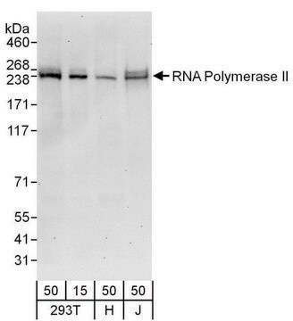 Goat anti-RNA Polymerase II Antibody, Affinity Purified Powered by Bethyl Laboratories, Inc.