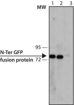 モノクローナル抗緑色蛍光タンパク質(GFP)抗体 マウス宿主抗体 clone GFP-20, purified from hybridoma cell culture