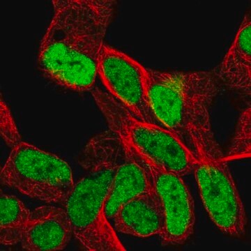 抗SMARCA1抗体 ウサギ宿主抗体 Prestige Antibodies&#174; Powered by Atlas Antibodies, affinity isolated antibody