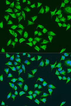 Anti-ATP6 antibody produced in rabbit