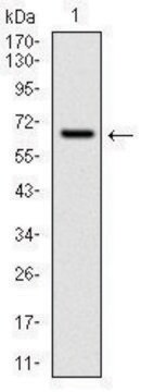 Monoclonal Anti-CYP1A1 antibody produced in mouse clone 6G5, purified immunoglobulin, buffered aqueous solution