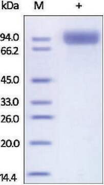 脑啡肽/CD10 人 recombinant, expressed in HEK 293 cells, &#8805;95% (SDS-PAGE)