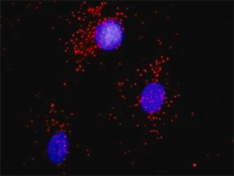 Anti-ACTN1 antibody produced in rabbit purified immunoglobulin, buffered aqueous solution