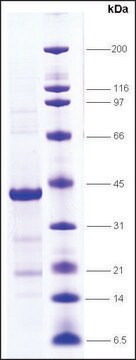 PPAR&#945;、リガンド結合ドメイン (170-468) ヒト recombinant, expressed in E. coli, &#8805;80% (SDS-PAGE)