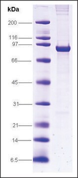 SV40 T抗原 from simian virus recombinant, expressed in insect cells, &#8805;80% (SDS-PAGE)