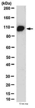 Anticorps anti-dynamine&nbsp;1/2, clone&nbsp;Hudy-1 clone Hudy-1, from mouse