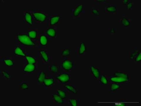 Anti-CISH antibody produced in rabbit IgG fraction of antiserum, buffered aqueous solution