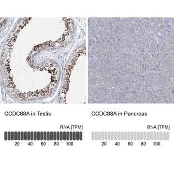 Anti-CCDC88A antibody produced in rabbit Prestige Antibodies&#174; Powered by Atlas Antibodies, affinity isolated antibody, buffered aqueous glycerol solution